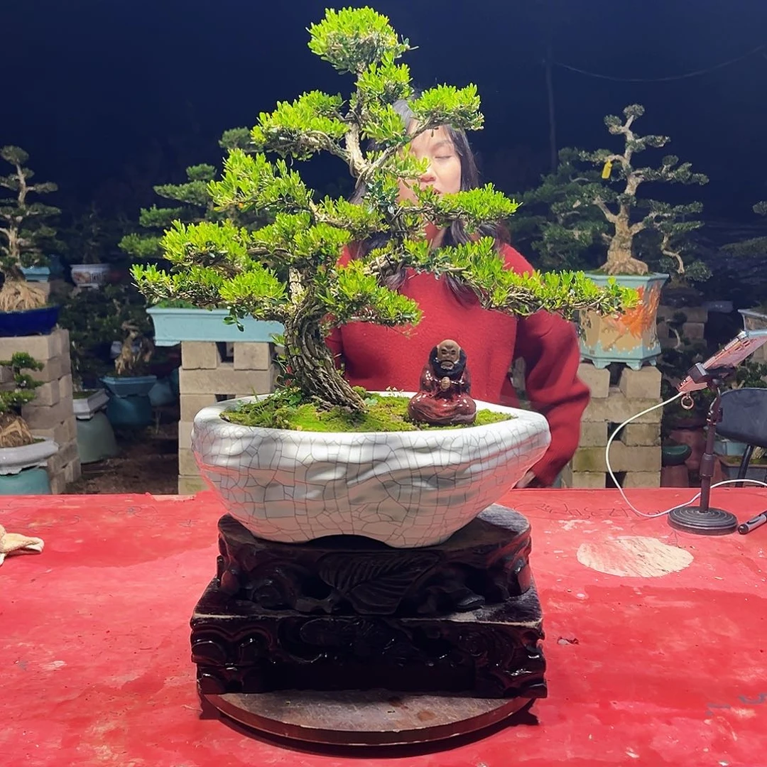 当前无花朵，栽培后可花朵