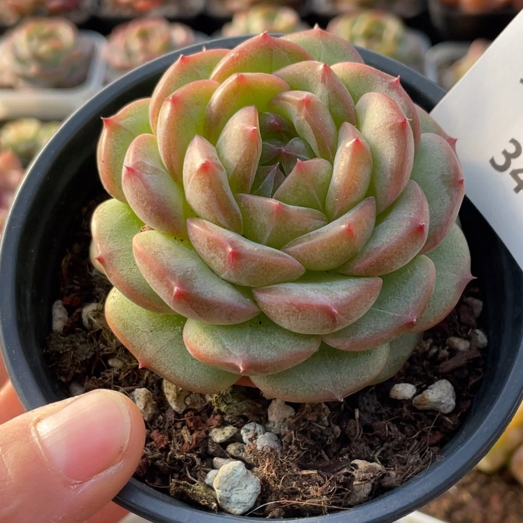 ****羯349号糖心冰心珍妮 罗浮宫