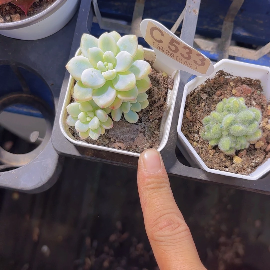 C533劳尔锦一物一拍