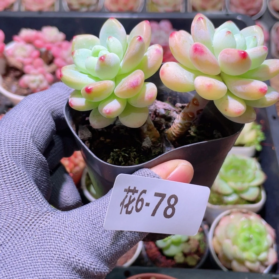 花利美 6-78罗琦