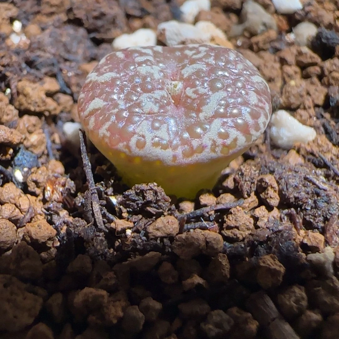 肉锥多肉植物组合-10km泡泡勋239