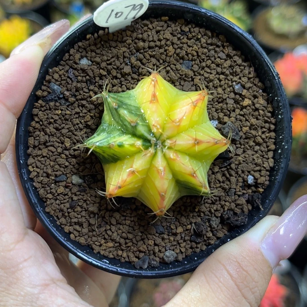 1079    带盆土发货