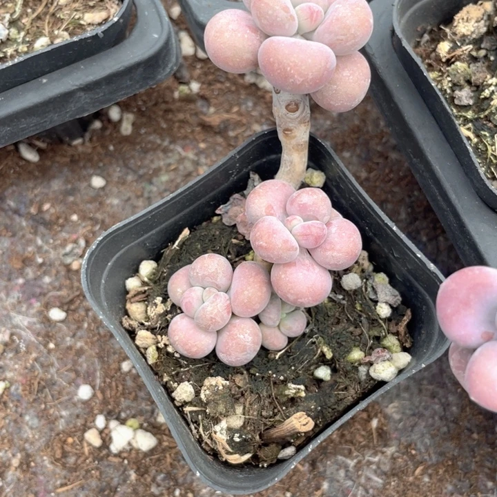 *****一物一拍满18包邮