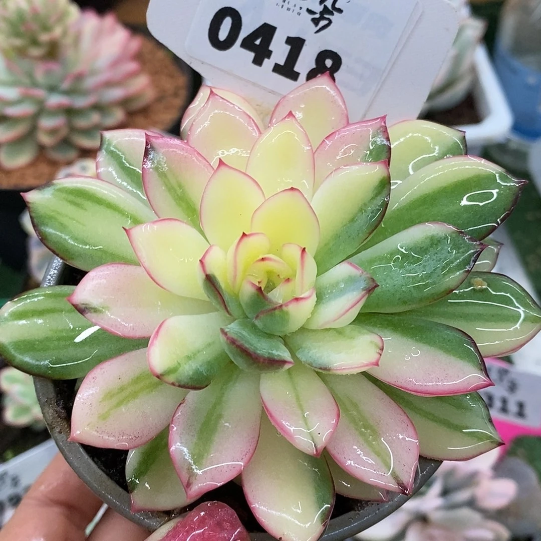 418雨燕座哈哈哈哈哈哈