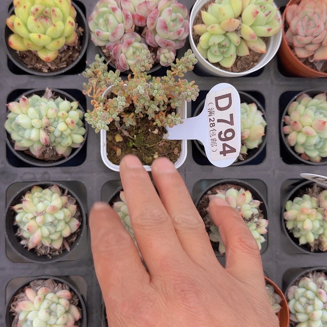 D794冰晶一物一拍