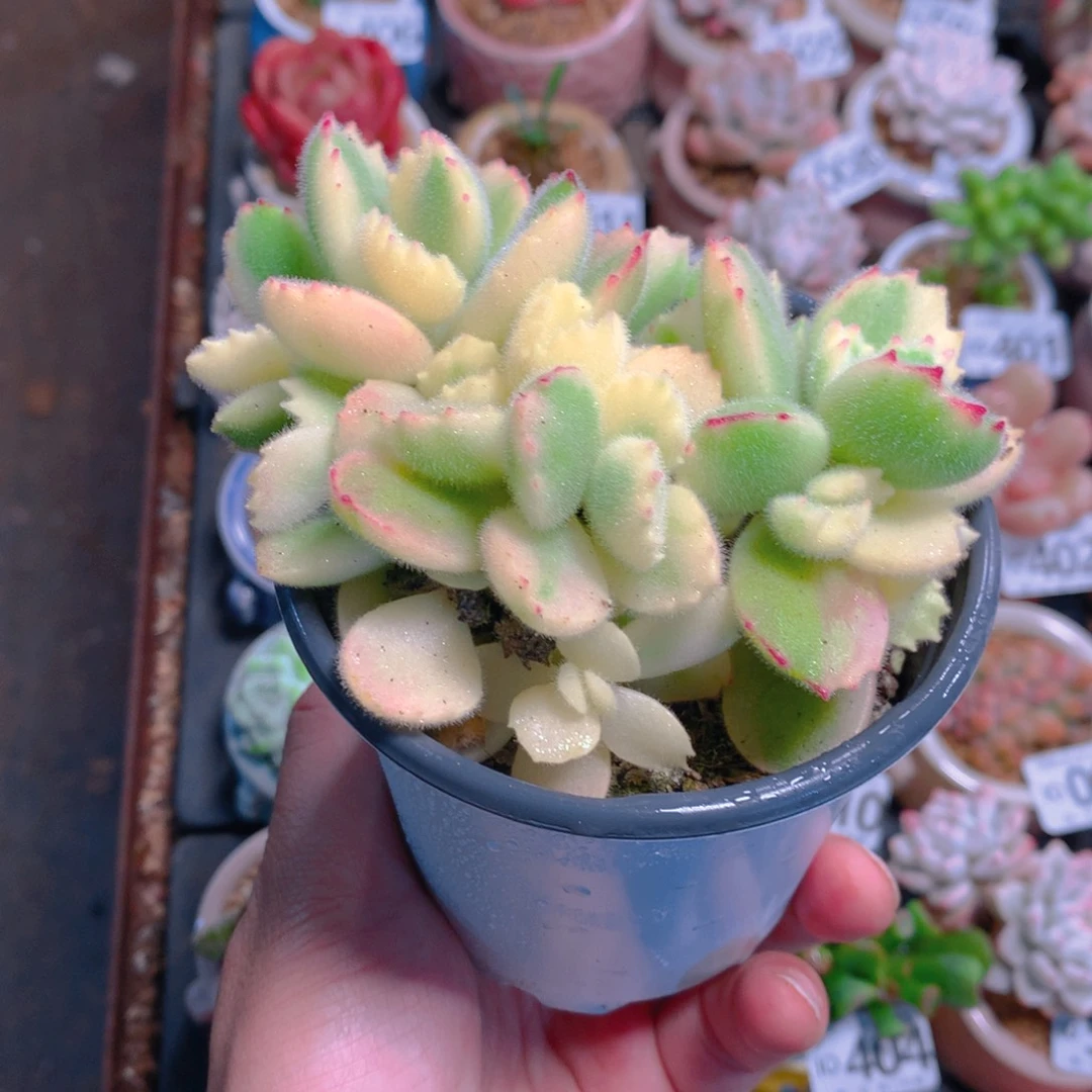 肉萌萌5cm拇指盆精控多肉小彩熊2号