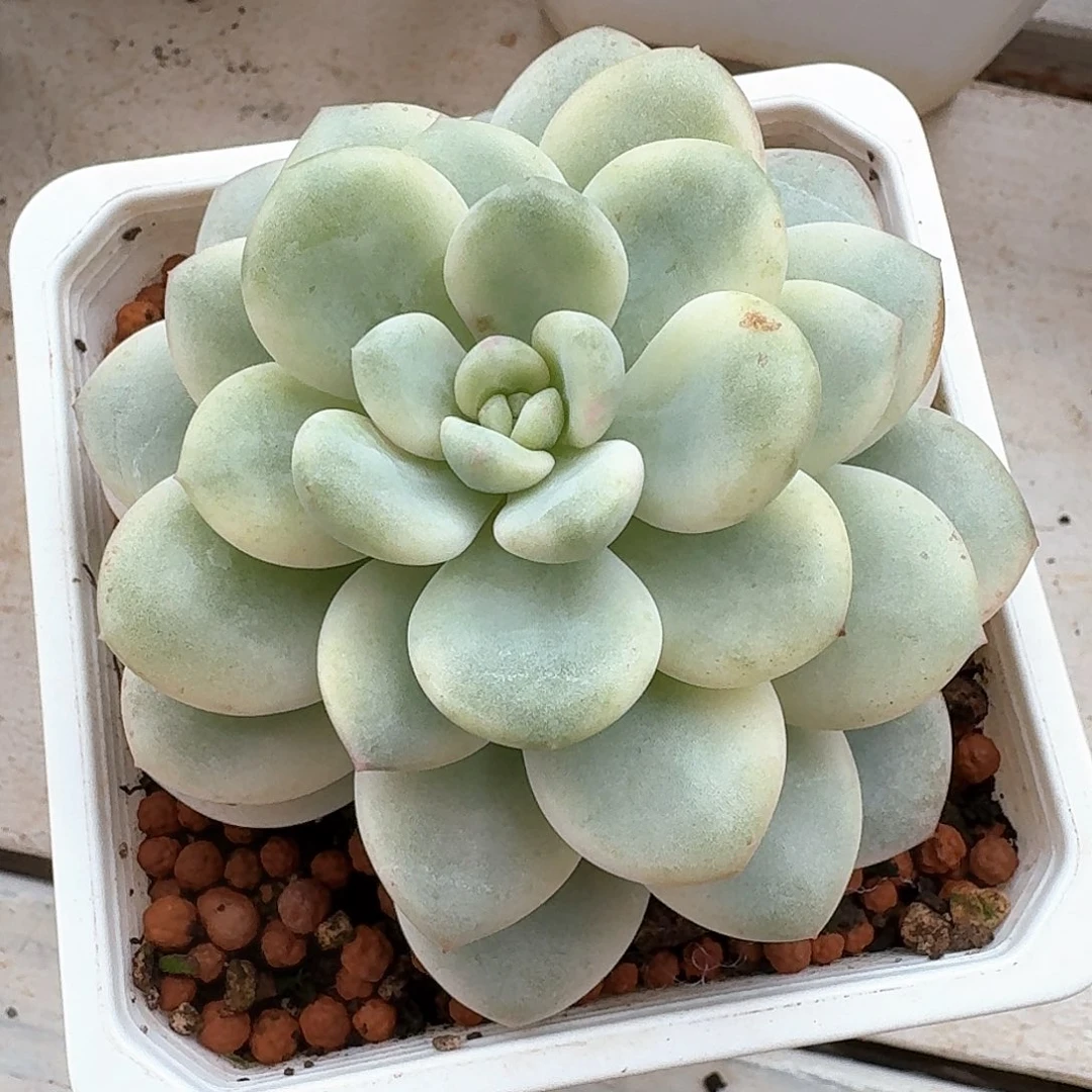 白马香水锦多肉植物哈