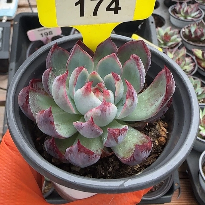 c***l174 惊鸿仙子多肉植物