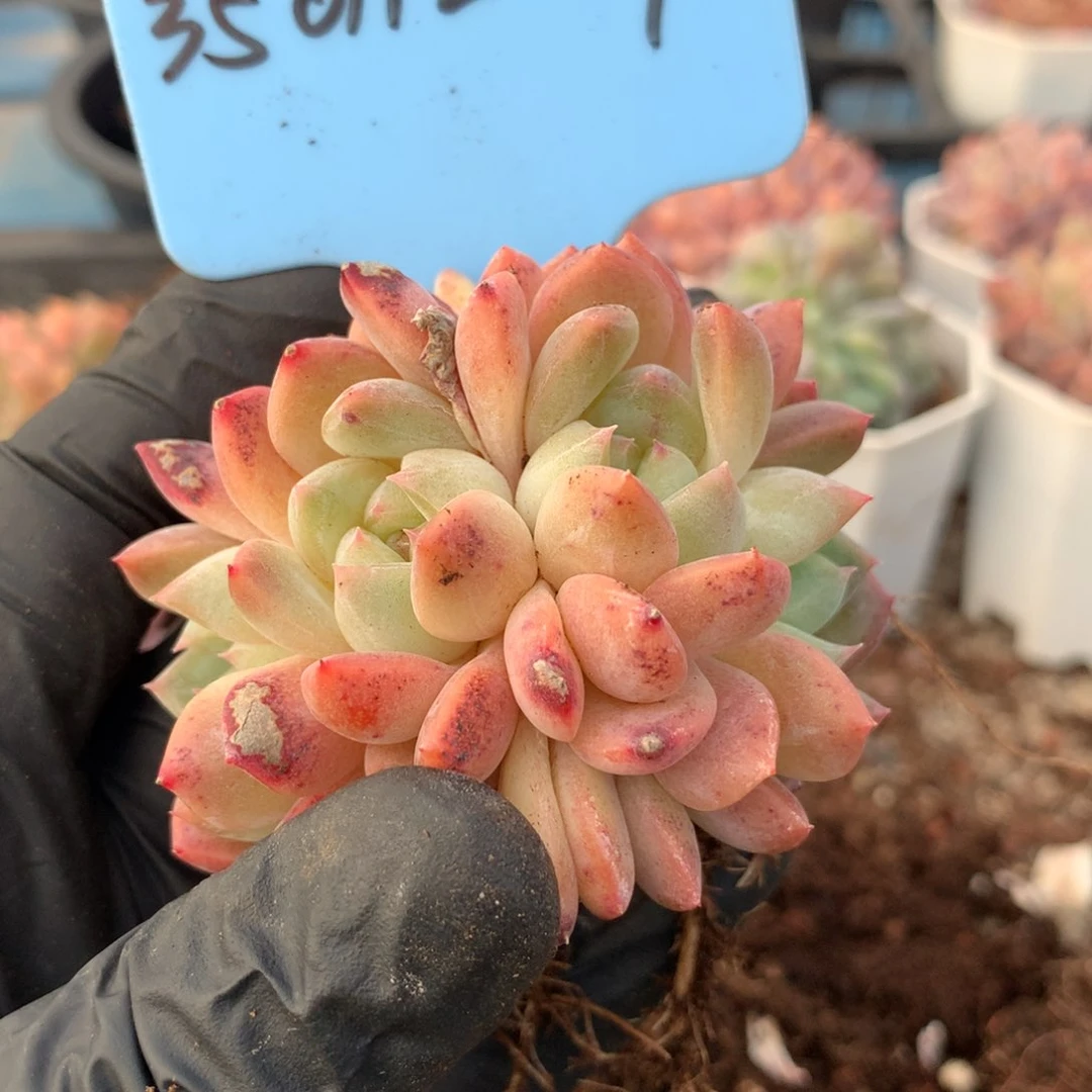 镇****室350112-19桃夭