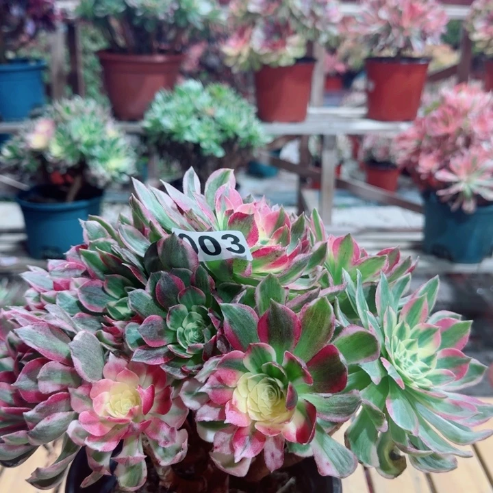 平***魅多肉法师海王003不包损