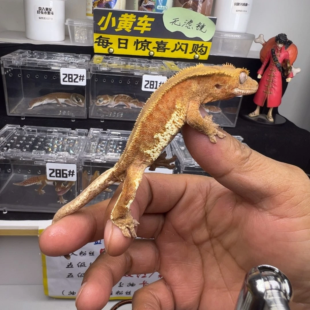 睫角守宫双红莉莉