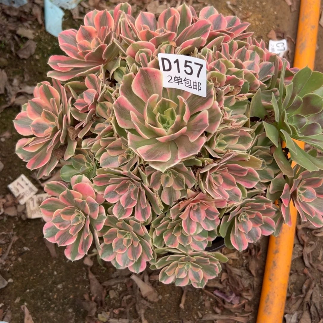 157多肉  女妖不包断头