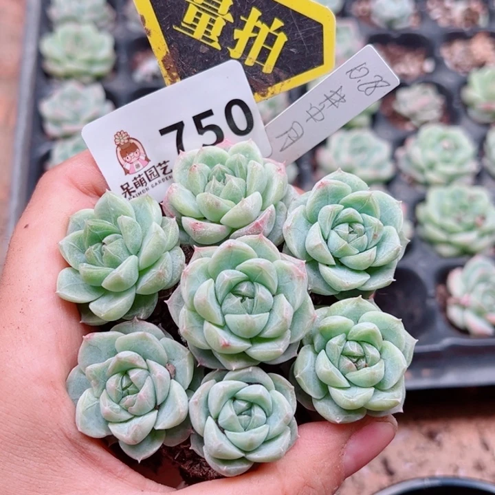 多肉植物多肉植物