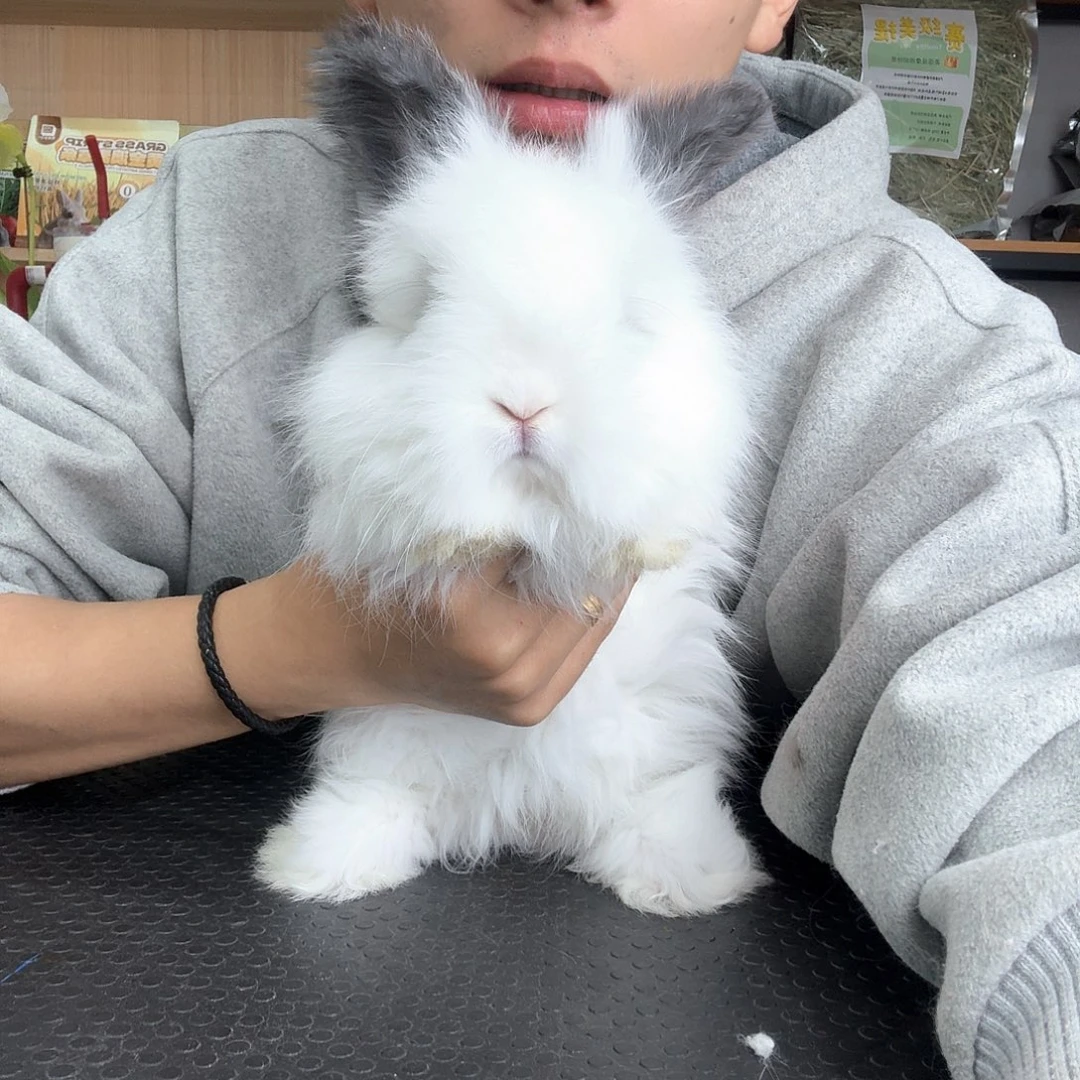 安哥拉精品 净碎 妹妹 5号