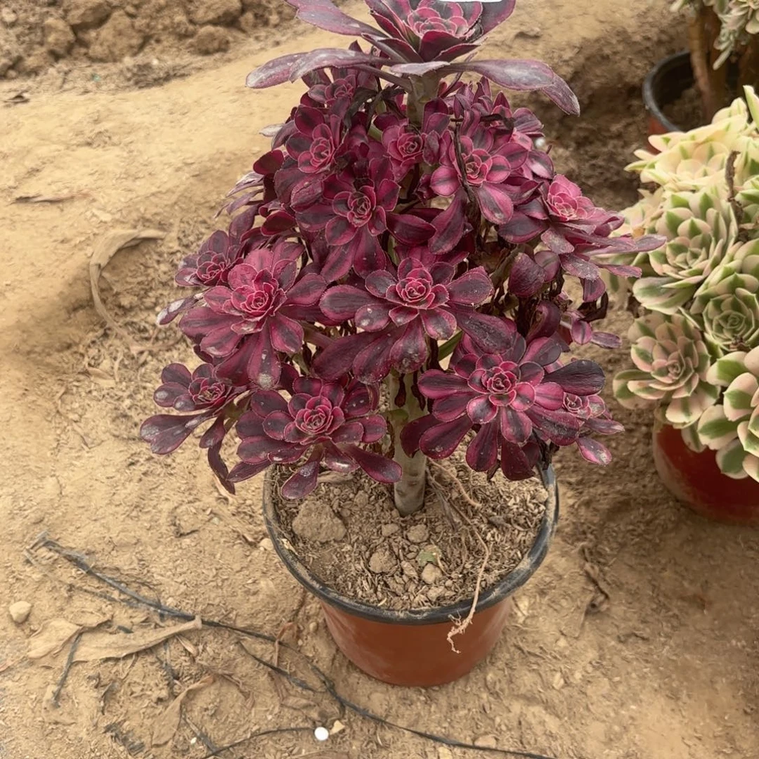 X. 4924香奈儿多肉1？ad