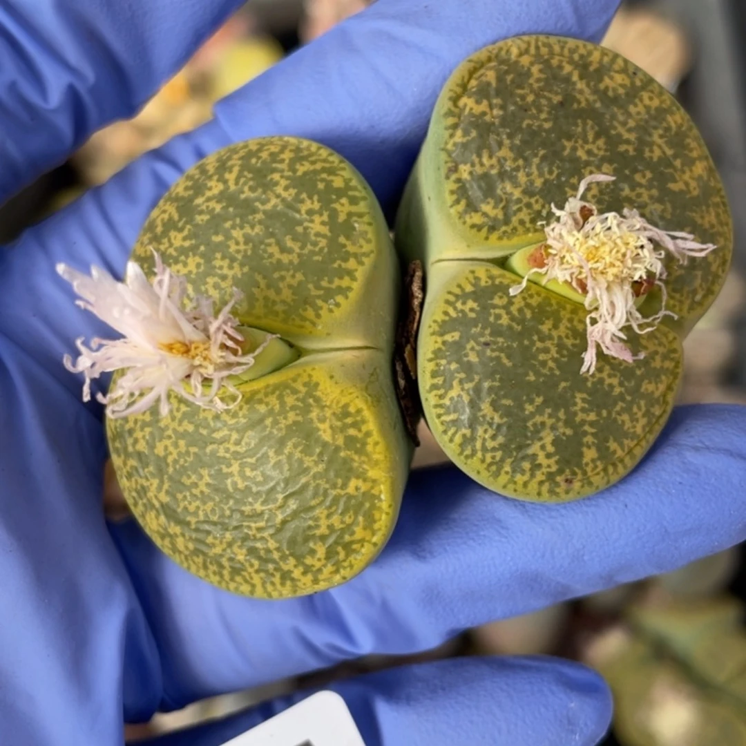 非偏远满20包邮501