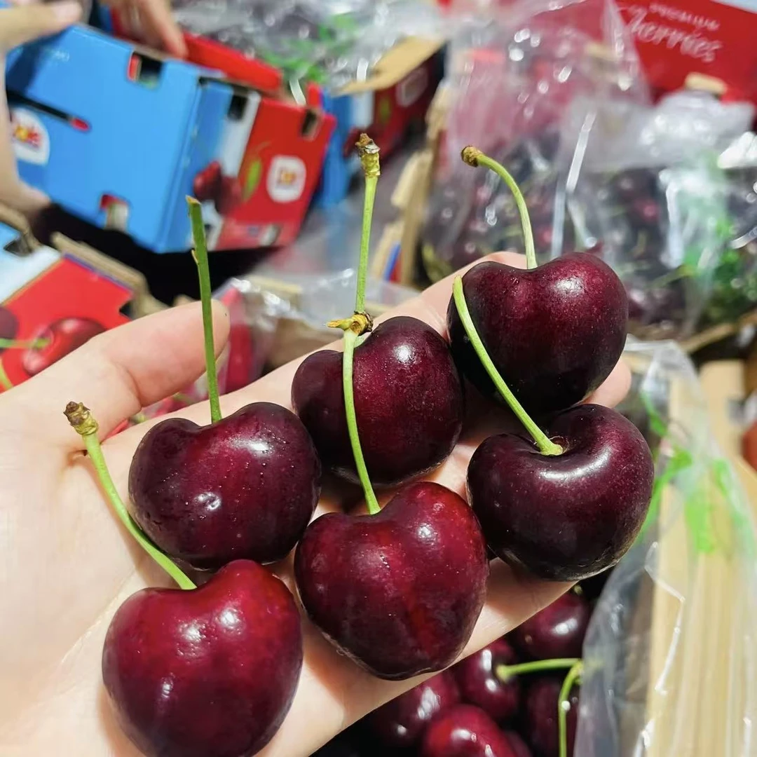 【空运3JD都乐】 智利进口空运车厘子【Santina】  5斤原箱 好吃  爆汁顺丰包邮宝宝爱桑提娜樱桃智利共和国