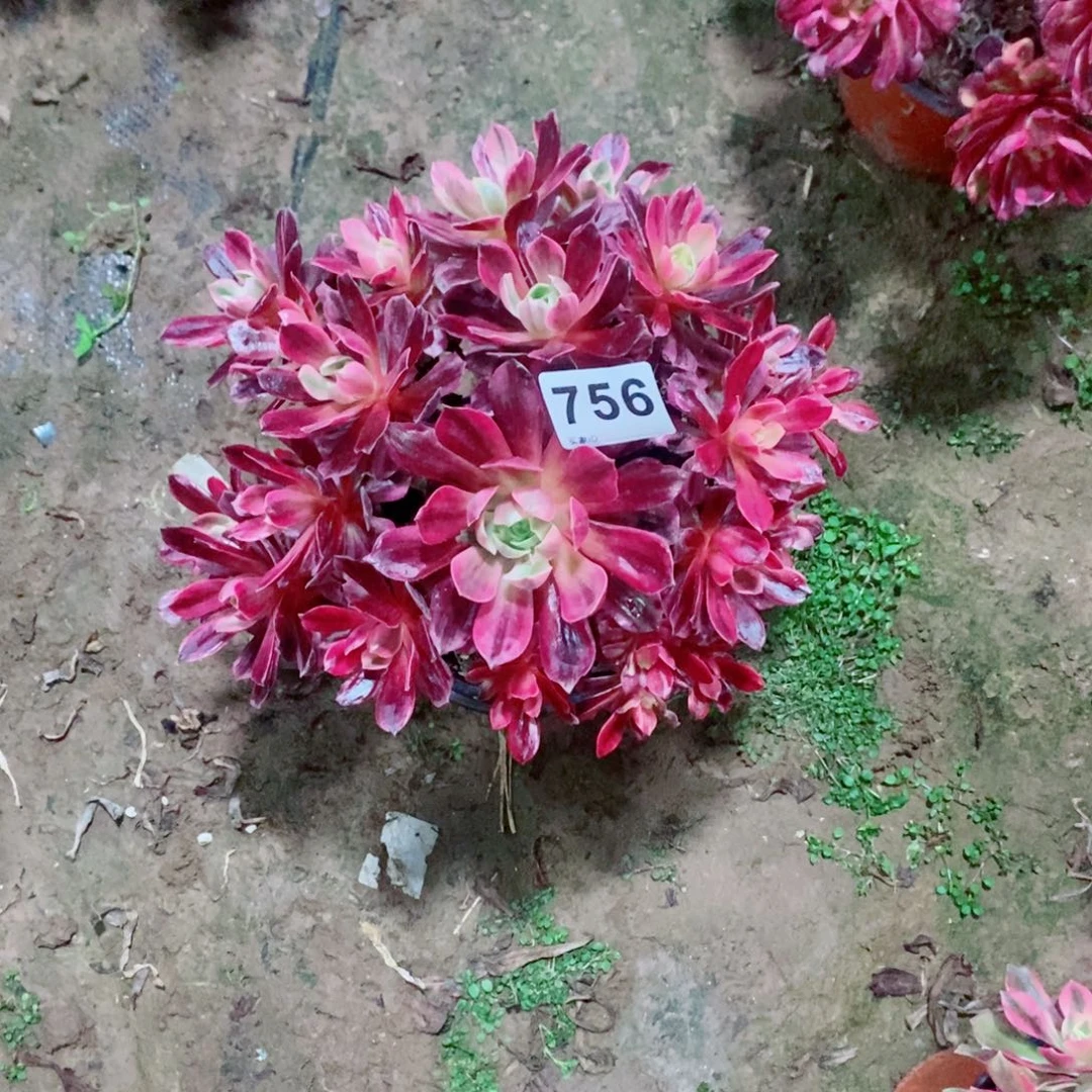 逆*者白婚纱756多肉1111