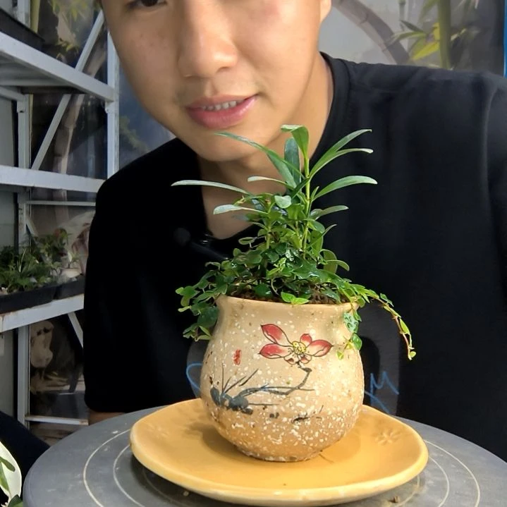 明***我中青园艺一物一拍28