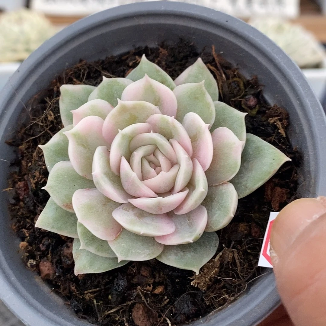 2309 漂亮昂斯诺锦