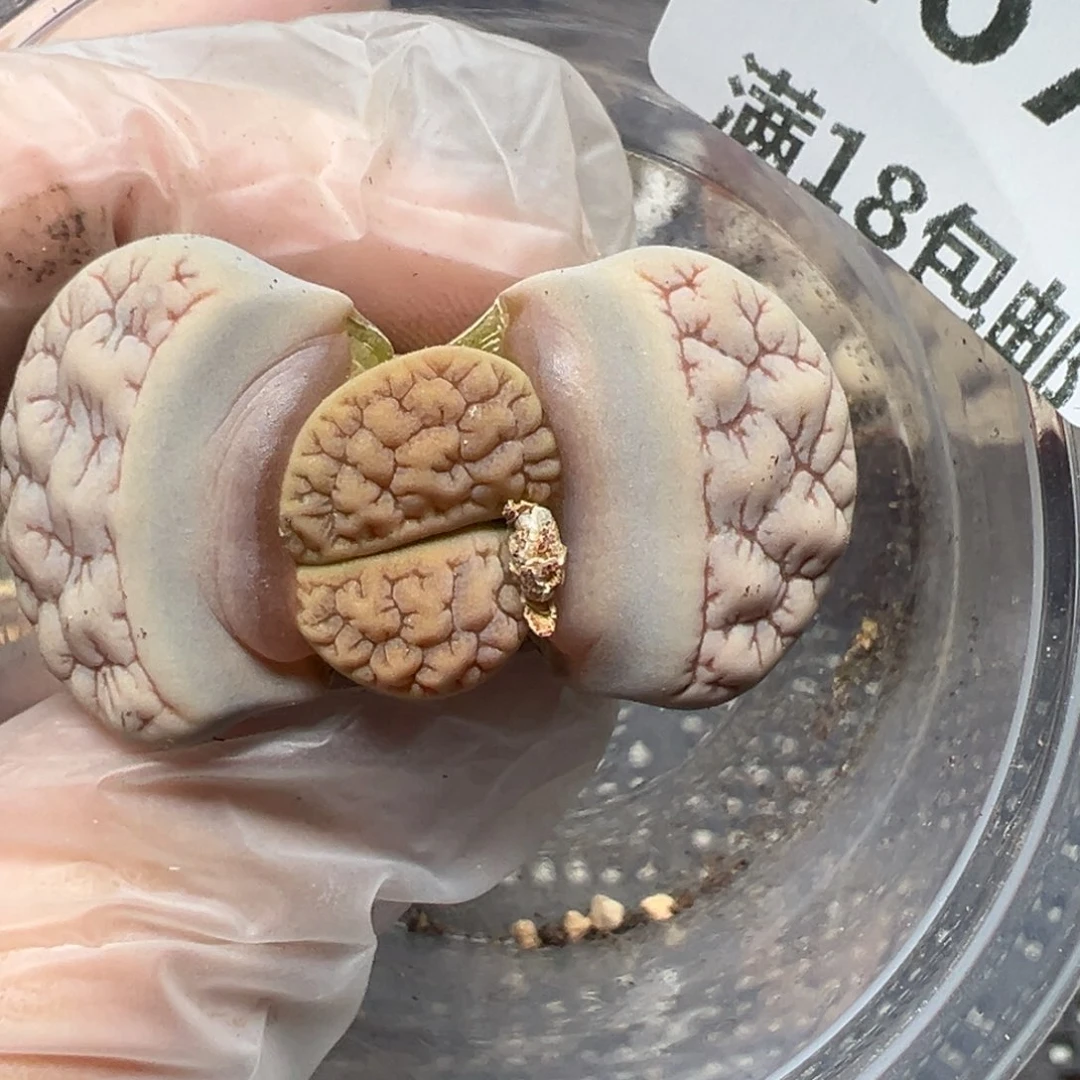 【闪购商品】267……