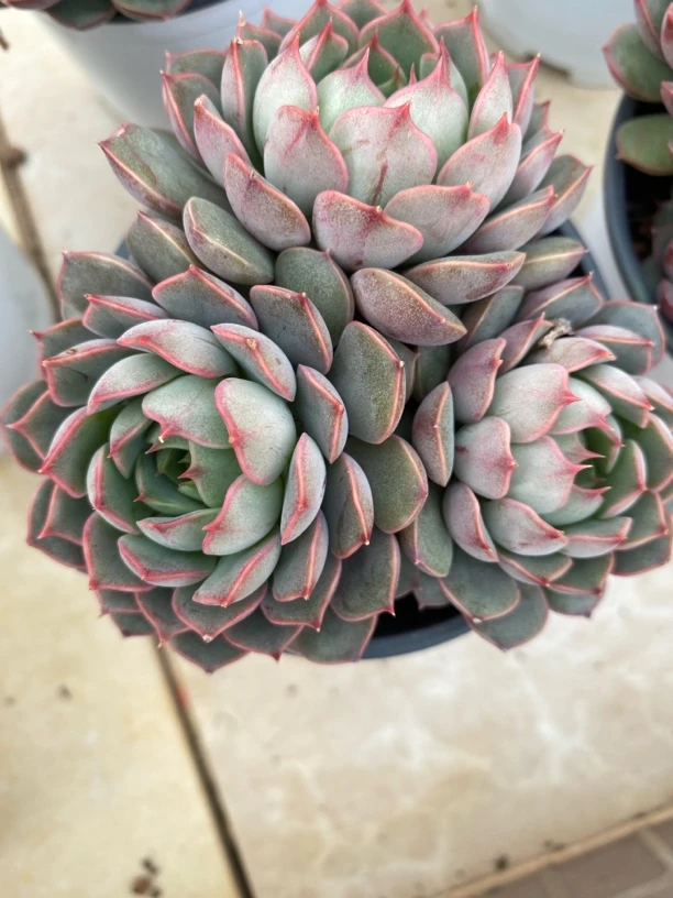 粉黛漫3头起发 满9.9包邮