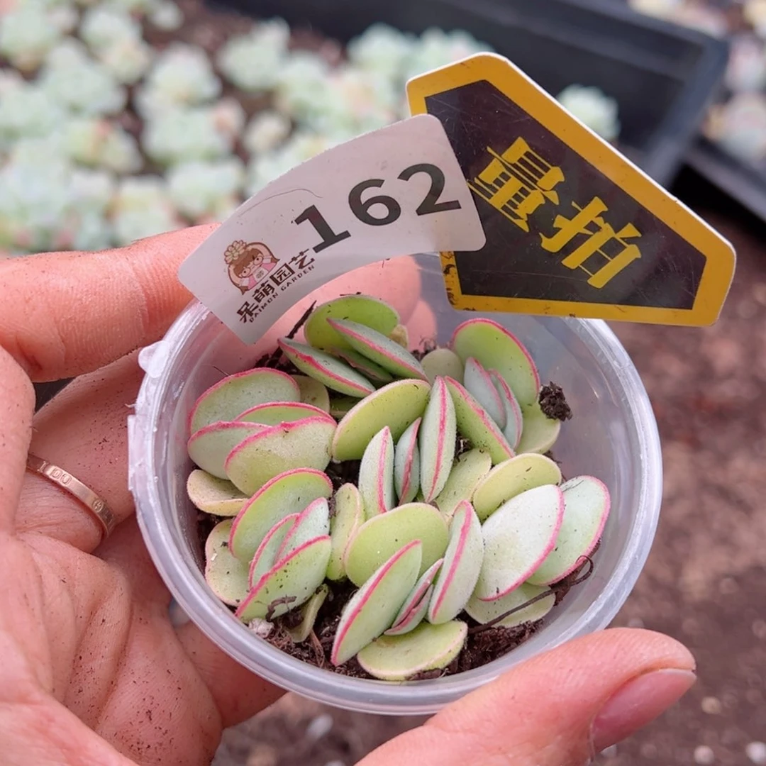 多肉植物多肉植物