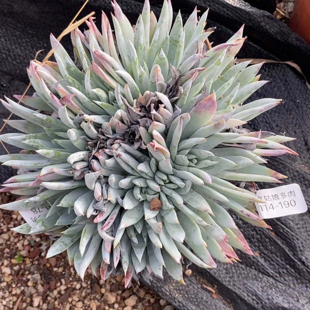 190号雪花朵朵缀化