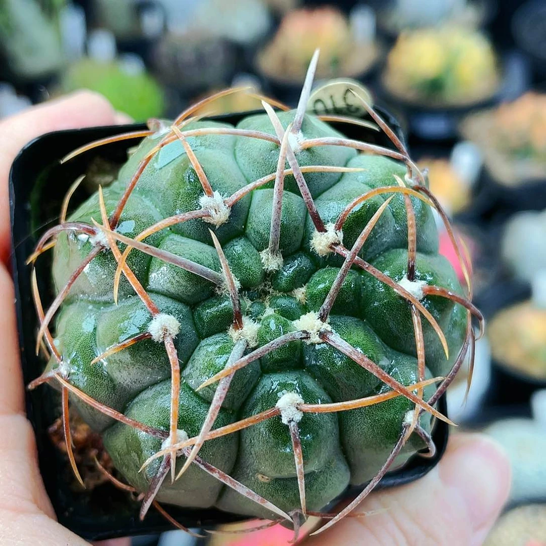 非偏远地区满25发货仙人球