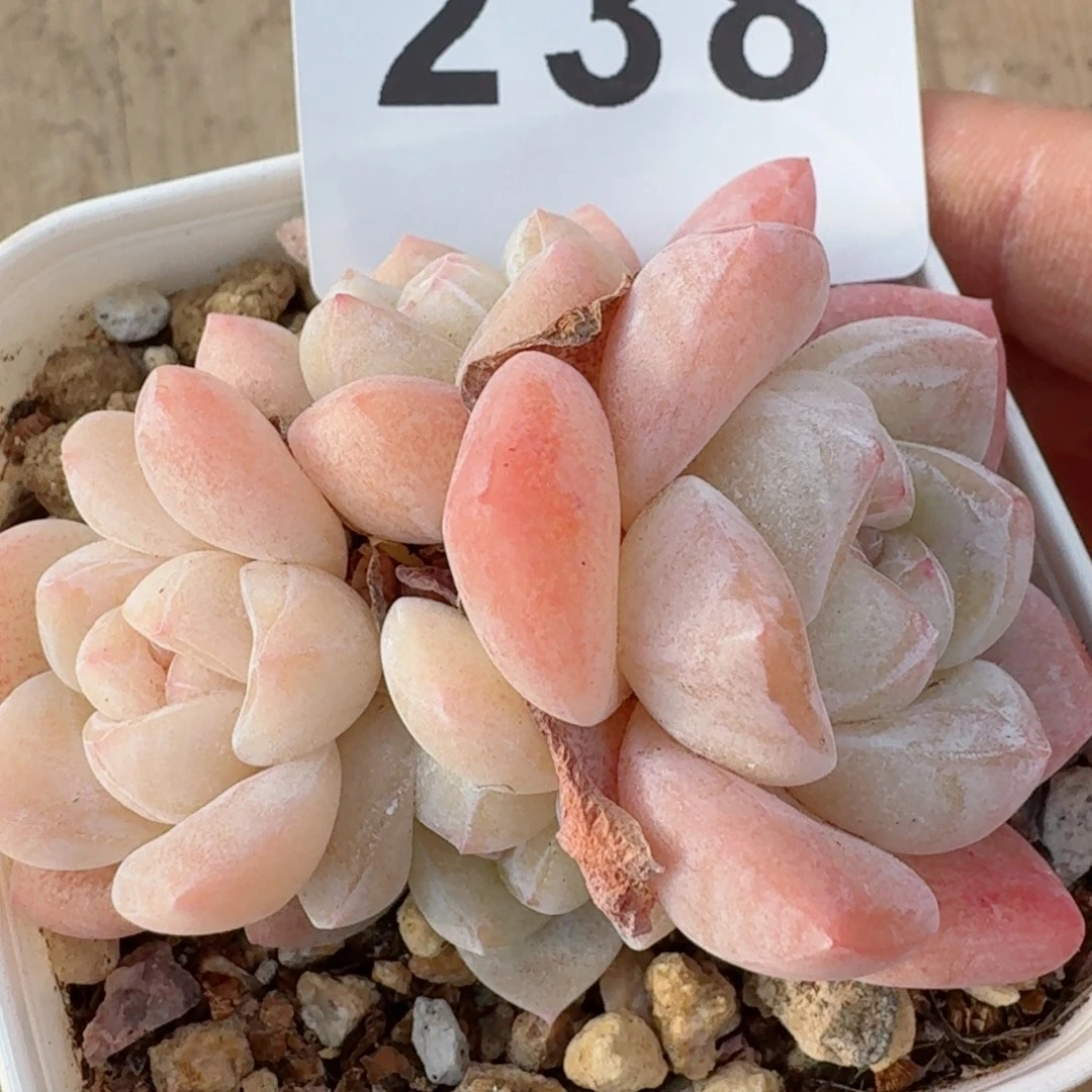 冰玉群生整装无砍小脸         精品多肉