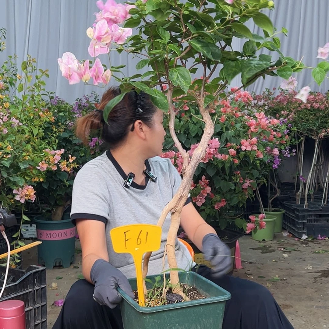 用***3当前无花栽培后可以开花F61章