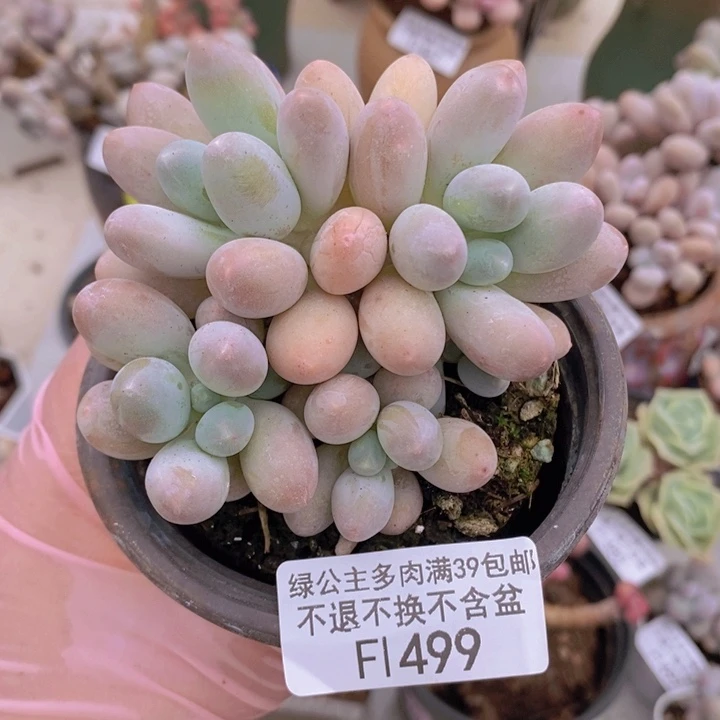 汤圆9cm499多肉植物