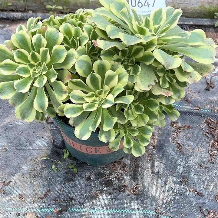 0647绿豆沙多肉植物