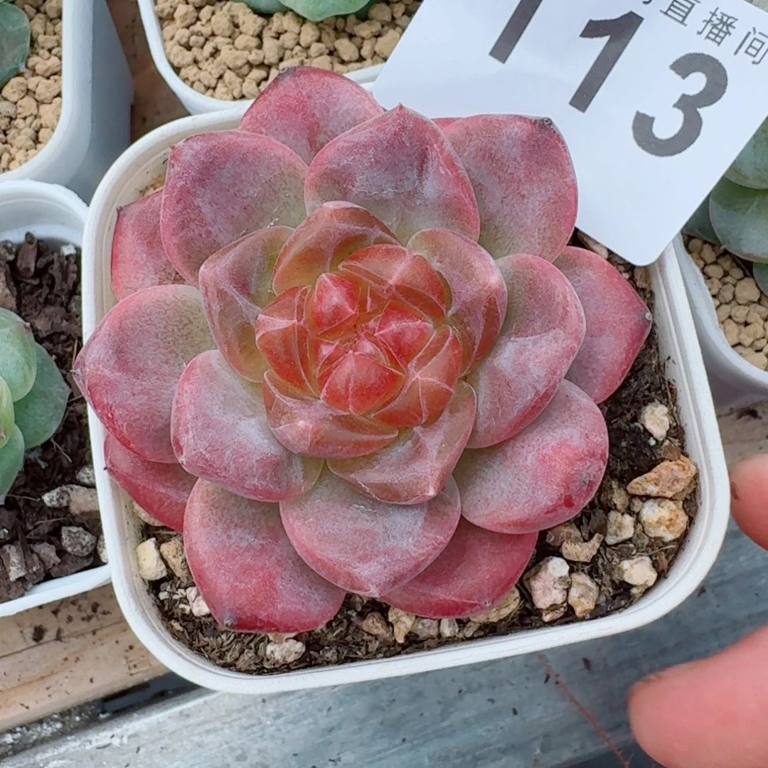 奶芙            精美多肉植物