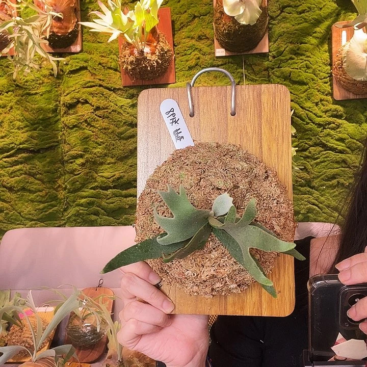 不开花植物玉女侏儒