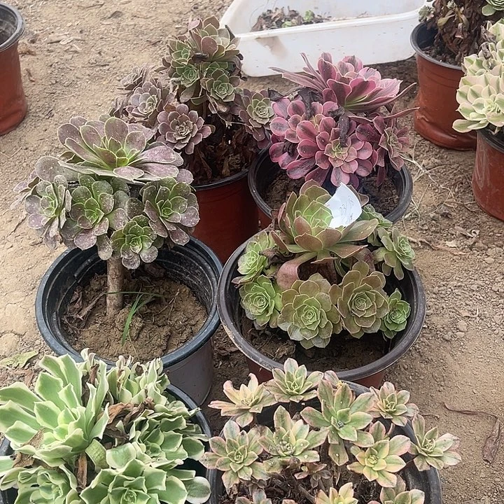 6棵玫瑰玫瑰玫瑰玫