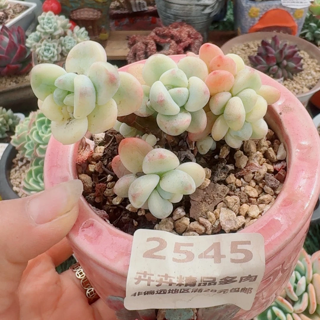 2545一物一拍（满28包邮）