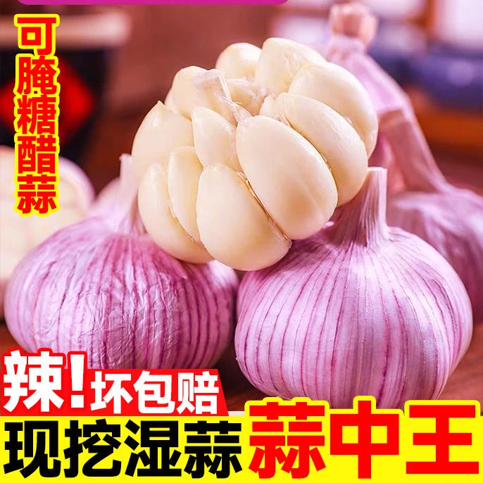 [将军红]2025年新紫皮大蒜新鲜现挖鲜蒜湿蒜腌蒜糖蒜腊八蒜4
