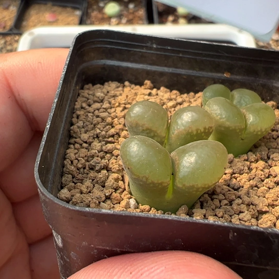 26-198肉锥多肉植物,