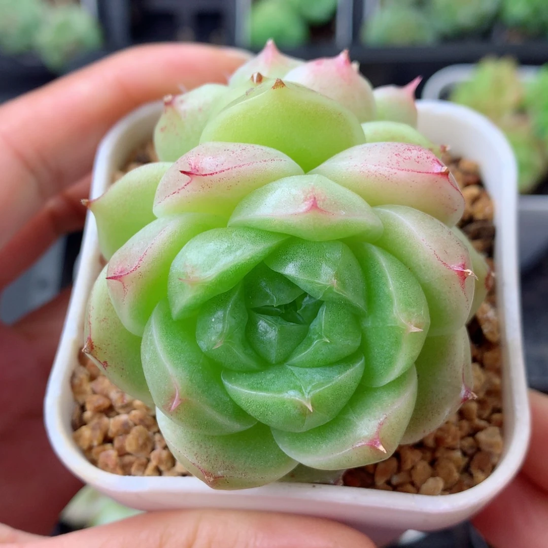 58包邮  群生不包整 159