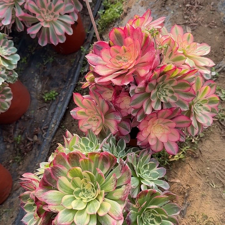 海王倾城091hhhhhhhhhh