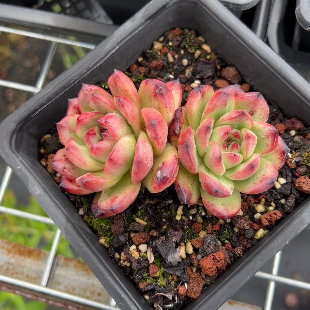 TM （满38包邮）多肉