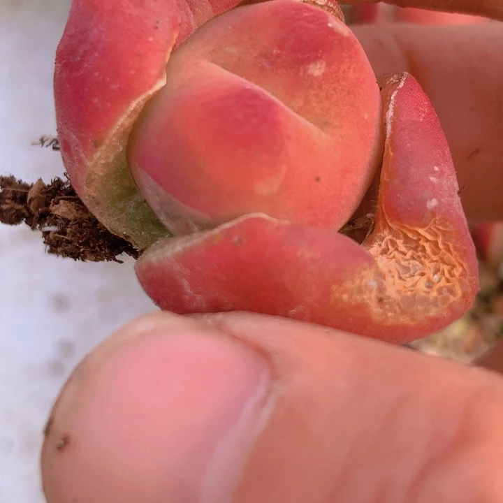 14855858585888685886855