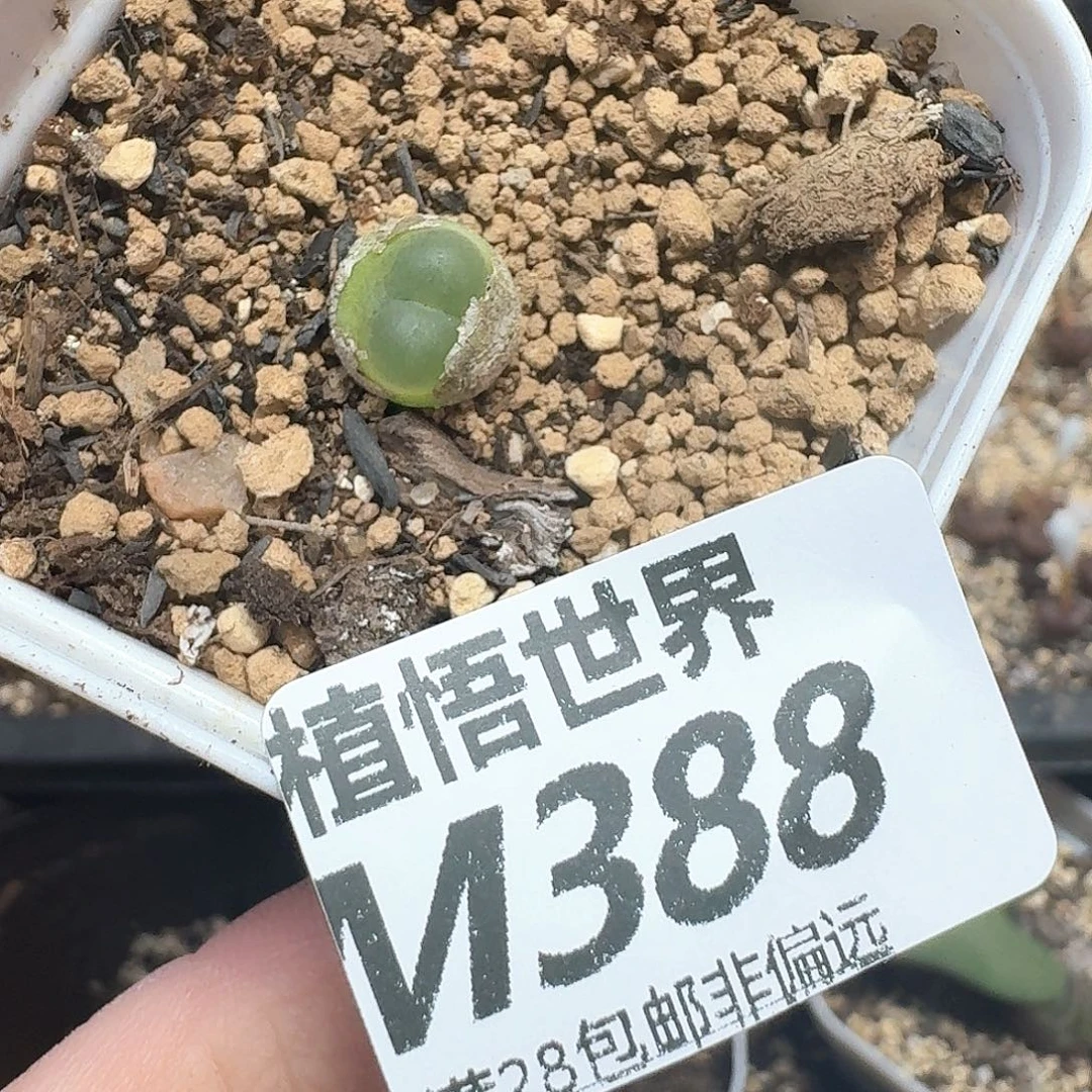 多肉植物的润泽evv