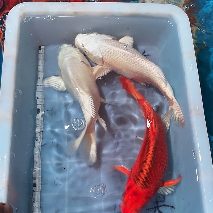蝴蝶鲤鱼渔场直发62