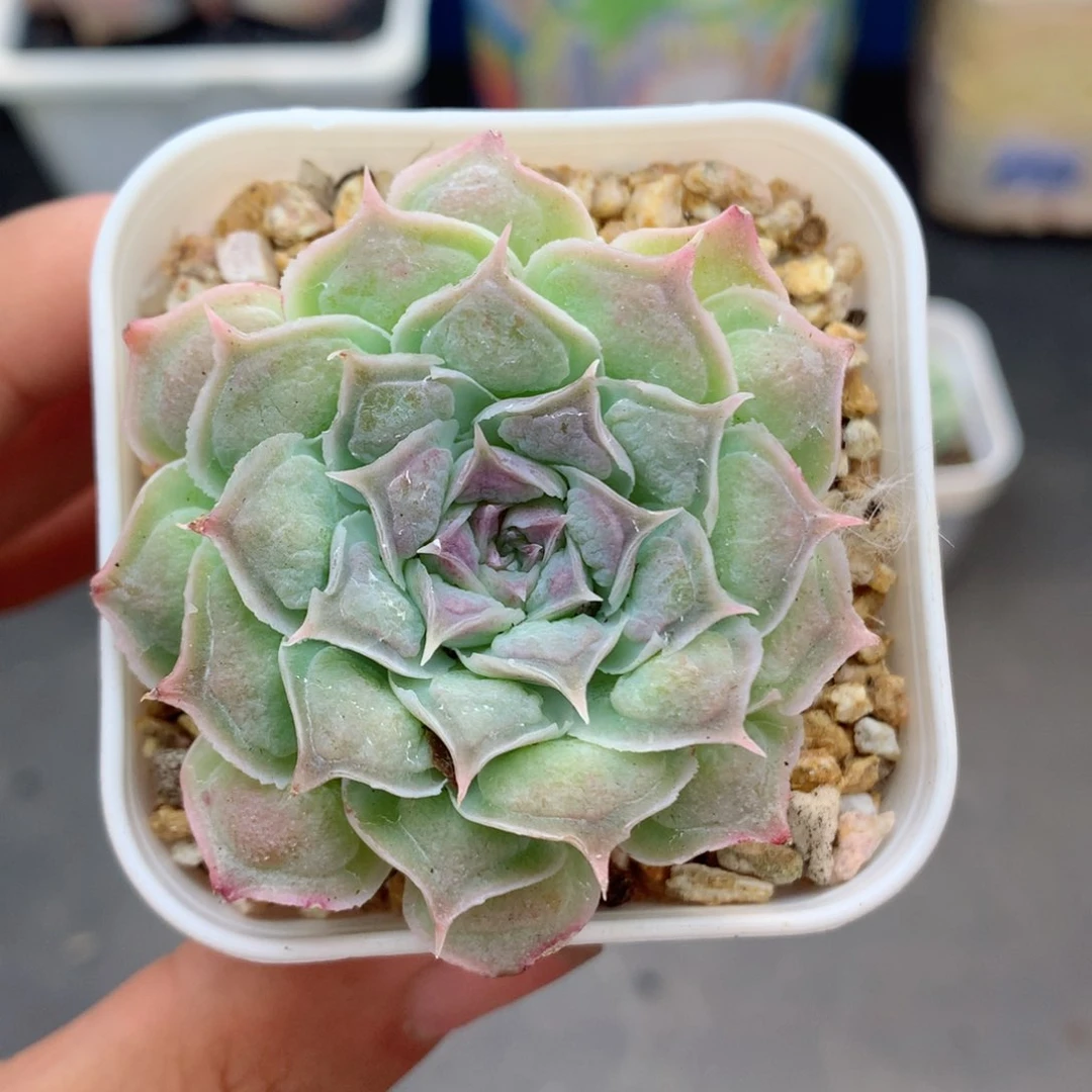 58包邮 群生不包整36