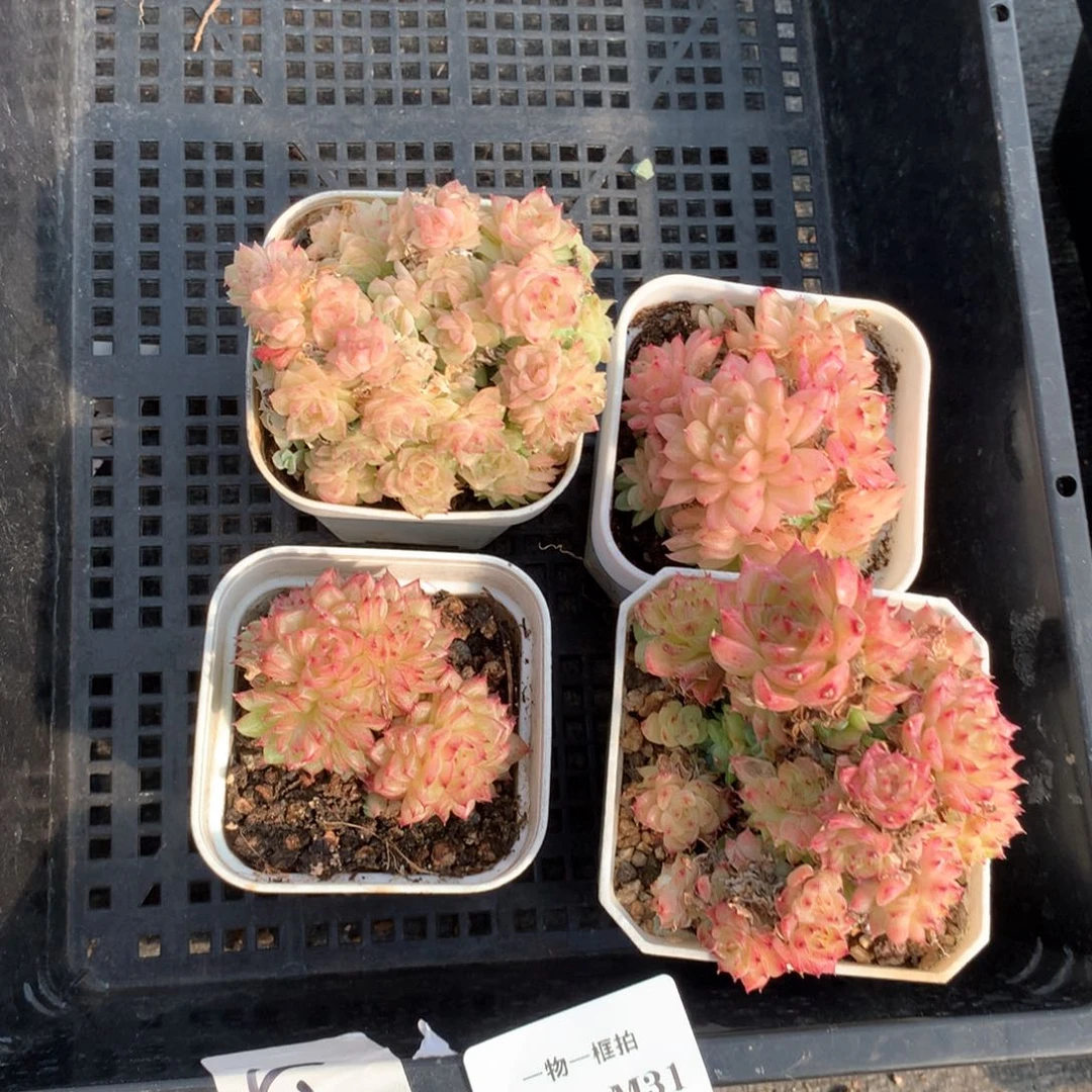 双十一福利。4颗 1111-m31