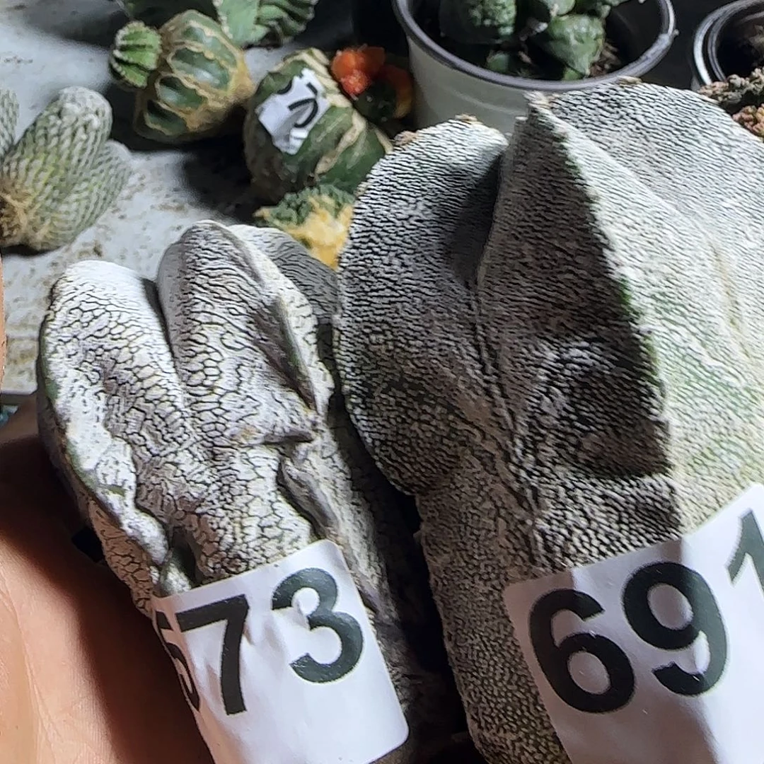 用***9两个恩冢573691仙人球开花