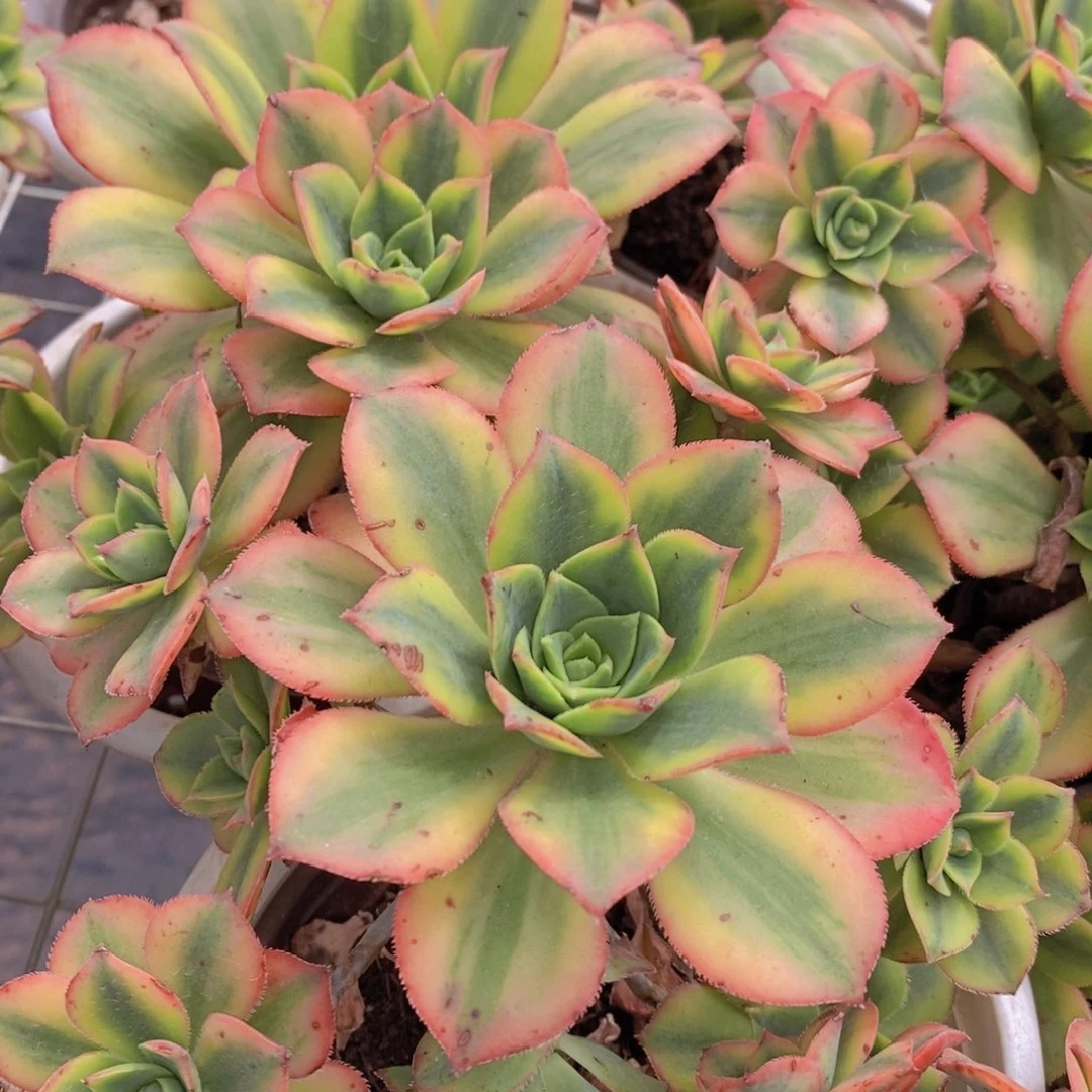 艳日晖手捧无砍老桩