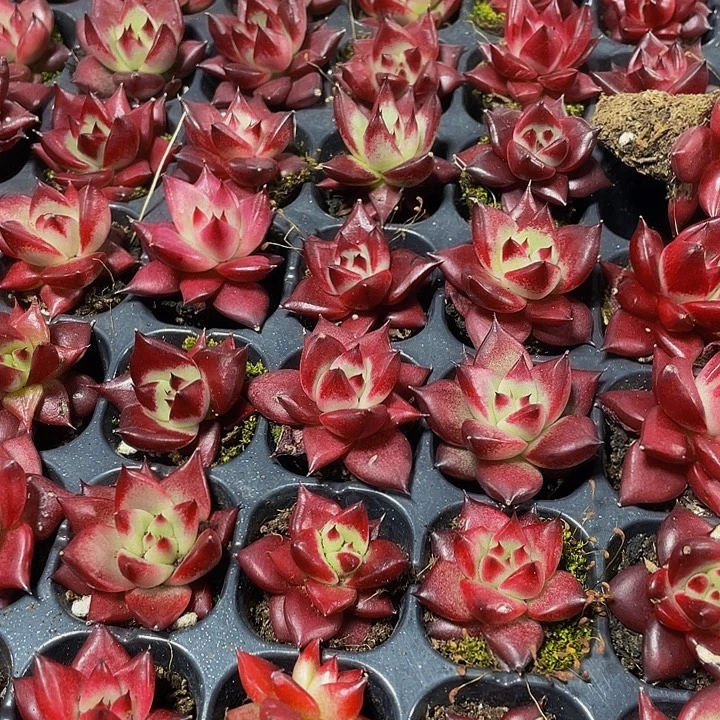 小罗宾1元带土发货